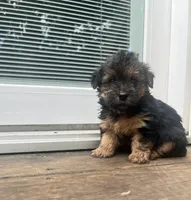 Scar , a male Yorkipoo and Yorkshire Terrier for sale in Gastonia, NC – 4 of 4