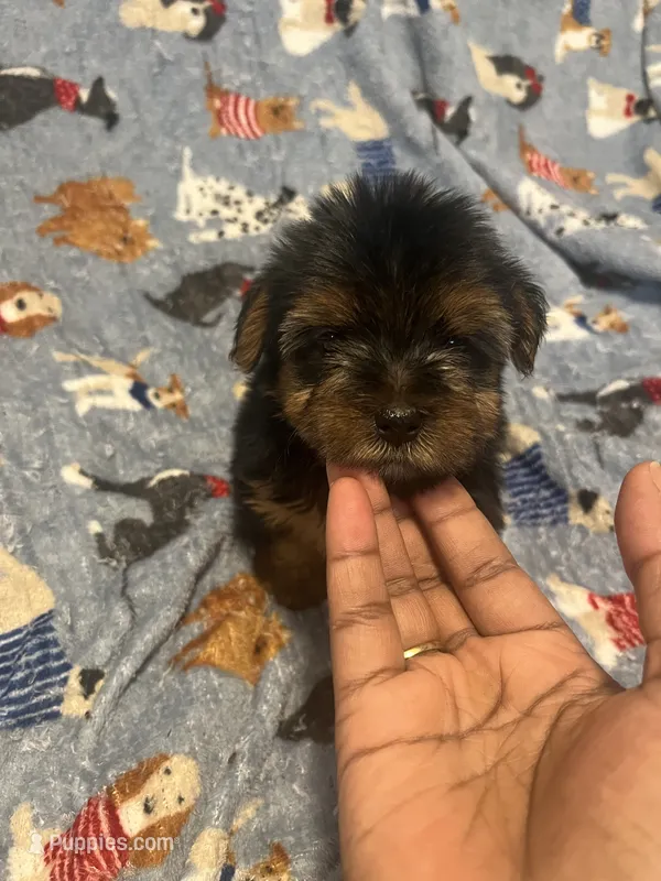 Porky – Yorkipoo, Yorkshire Terrier puppy for sale in Gastonia, NC