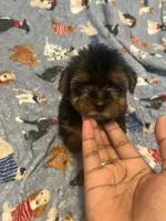 Porky, a male Yorkipoo and Yorkshire Terrier for sale in Gastonia, NC – 1 of 3