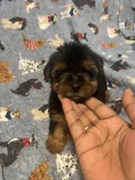 Porky, a male Yorkipoo and Yorkshire Terrier for sale in Gastonia, NC – 3 of 3