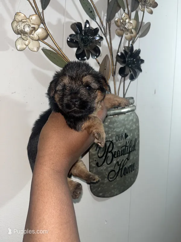 Scar  – Yorkipoo, Yorkshire Terrier puppy for sale in Gastonia, NC
