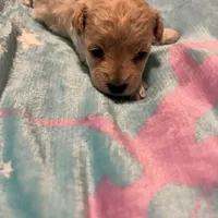 Chanel, a female Poodle - Toy  for sale in Shelby, NC – Photo 4 of 4