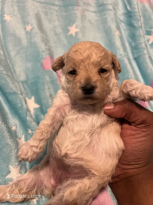 Chanel – Poodle - Toy  puppy on hold in Shelby, NC
