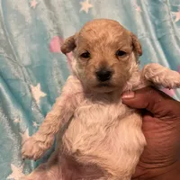 Chanel, a female Poodle - Toy  for sale in Shelby, NC – Photo 1 of 4