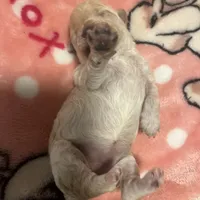 Chanel, a female Poodle - Toy  for sale in Shelby, NC – Photo 3 of 4