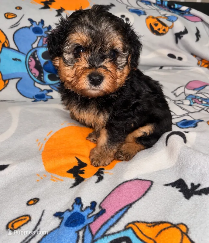 Spanky , a male Yorkipoo and Yorkshire Terrier for sale in Gastonia, NC – 1 of 4
