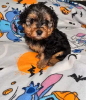 Spanky , a male Yorkipoo and Yorkshire Terrier for sale in Gastonia, NC – 1 of 4