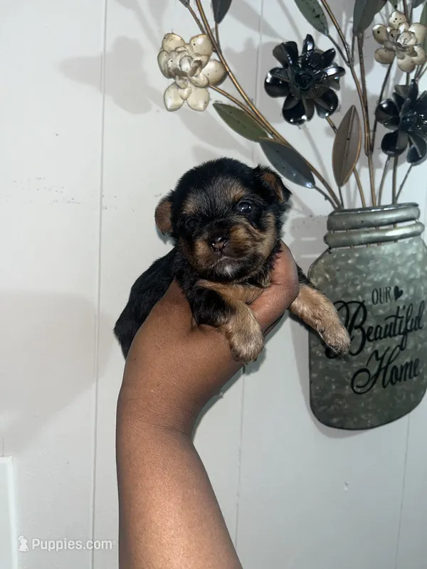 Zazu – Yorkipoo, Yorkshire Terrier puppy for sale in Gastonia, NC