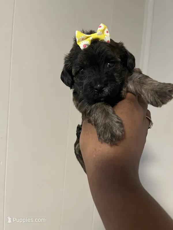 Kelly  – Yorkipoo puppy for sale in Gastonia, NC