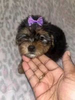 Tweety, a female Yorkipoo and Yorkshire Terrier for sale in Gastonia, NC – 5 of 6