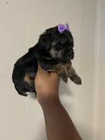 Barbie , a female Yorkipoo for sale in Gastonia, NC – 3 of 3