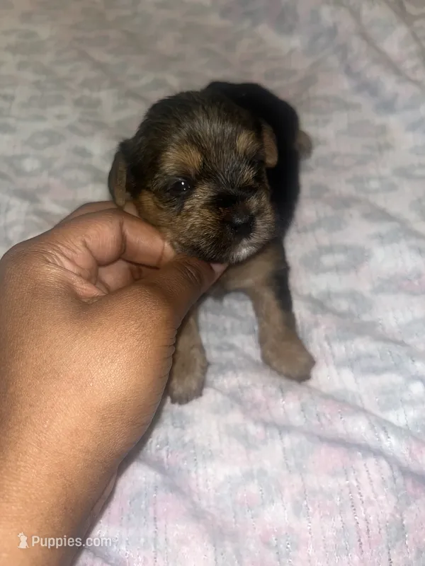 Timon – Yorkipoo, Yorkshire Terrier puppy for sale in Gastonia, NC