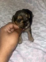 Timon, a male Yorkipoo and Yorkshire Terrier for sale in Gastonia, NC – 1 of 3