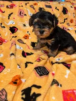 Porky , a male Yorkipoo and Yorkshire Terrier for sale in Gastonia, NC – 3 of 3