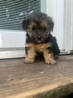 Scar , a male Yorkipoo and Yorkshire Terrier for sale in Gastonia, NC – 3 of 4