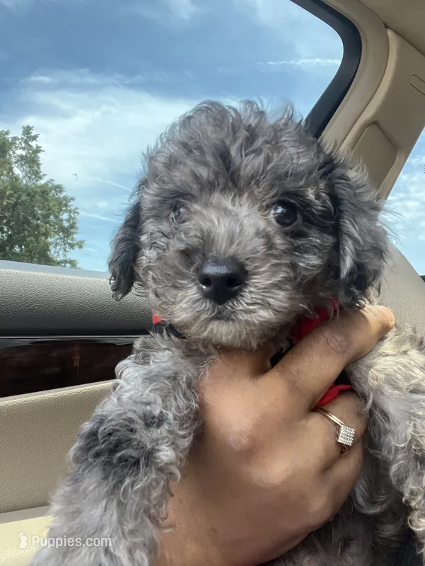 Stitch  – Yorkipoo, Poodle - Toy  puppy for sale in Gastonia, NC