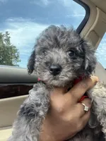 Stitch  pet home only!!!, a male Yorkipoo and Poodle - Toy  for sale in Gastonia, NC – 1 of 6