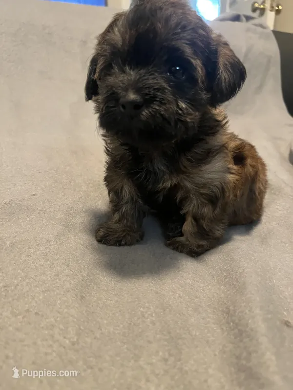 Kelly  – Yorkipoo puppy on hold in Gastonia, NC