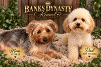 Froggy , a male Yorkipoo and Yorkshire Terrier for sale in Gastonia, NC – 2 of 3