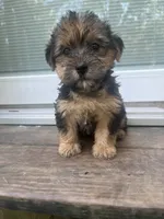 Timon, a male Yorkipoo and Yorkshire Terrier for sale in Gastonia, NC – 4 of 5