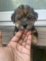 Timon, a male Yorkipoo and Yorkshire Terrier for sale in Gastonia, NC – 5 of 5