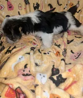 Toby , a male Yorkshire Terrier for sale in Gastonia, NC – 3 of 3