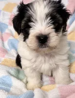 Bear , a male Yorkshire Terrier for sale in Gastonia, NC – 2 of 3