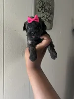 Little Stacie , a female Yorkipoo for sale in Gastonia, NC – 2 of 3