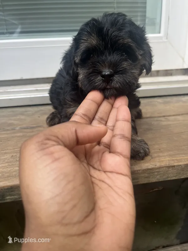 Barbie  – Yorkipoo puppy for sale in Gastonia, NC