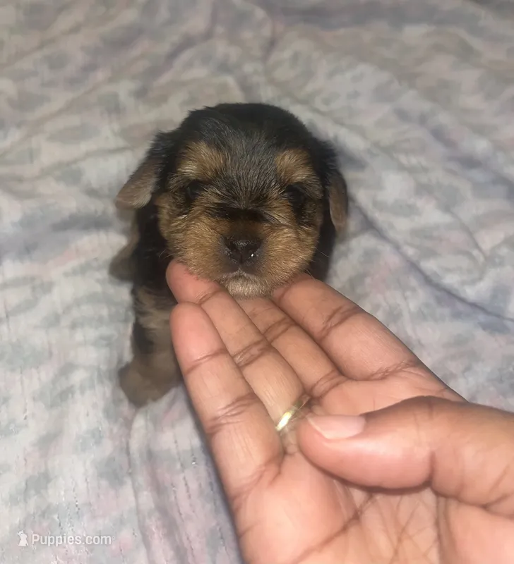 Pumbaa – Yorkipoo, Yorkshire Terrier puppy for sale in Gastonia, NC