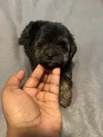 Barbie , a female Yorkipoo for sale in Gastonia, NC – 4 of 4