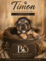 Timon, a male Yorkipoo and Yorkshire Terrier for sale in Gastonia, NC – 2 of 3