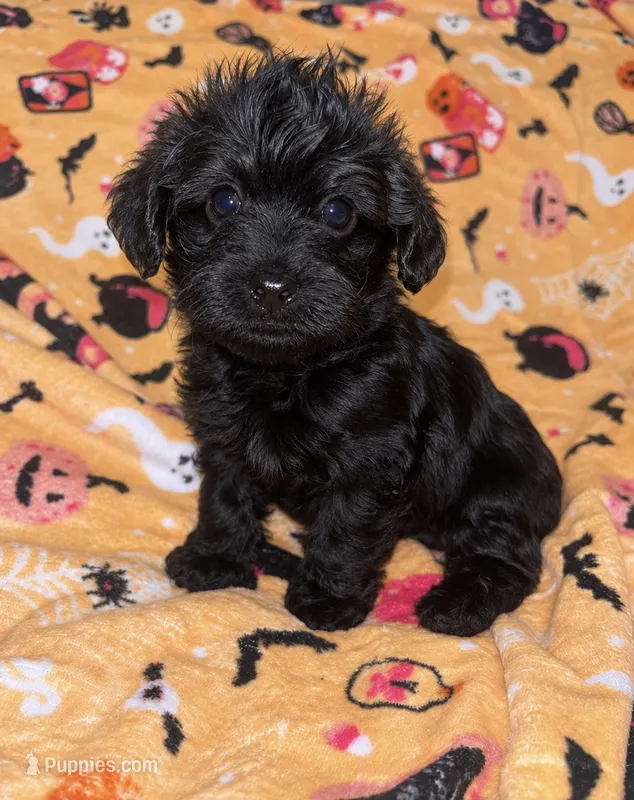 Froggy , a male Yorkipoo and Yorkshire Terrier for sale in Gastonia, NC – 1 of 3