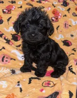 Froggy , a male Yorkipoo and Yorkshire Terrier for sale in Gastonia, NC – 1 of 3