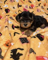 Porky , a male Yorkipoo and Yorkshire Terrier for sale in Gastonia, NC – 2 of 3