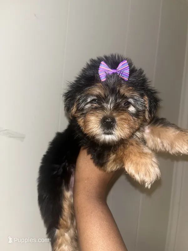 Tweety – Yorkipoo, Yorkshire Terrier puppy for sale in Gastonia, NC