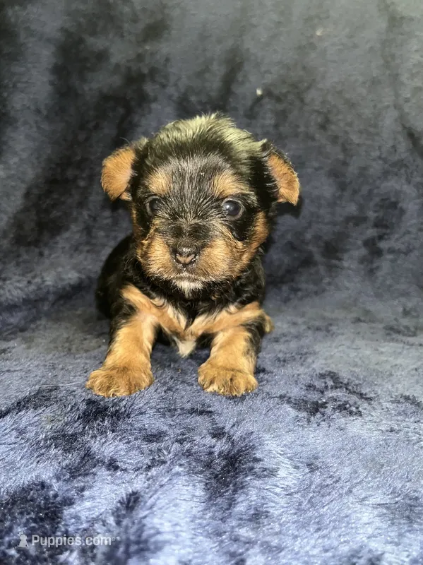 Zazu – Yorkipoo, Yorkshire Terrier puppy for sale in Gastonia, NC