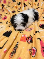Bear , a male Yorkshire Terrier for sale in Gastonia, NC – 3 of 3