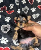 Sweetie pie , a female Yorkipoo and Yorkshire Terrier for sale in Shelby, NC – Photo 2 of 2