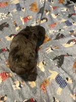 Stitch , a male Yorkipoo and Poodle - Toy  for sale in Gastonia, NC – 3 of 4