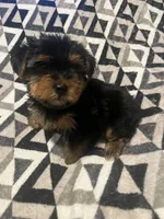 Daffy, a male Yorkipoo and Yorkshire Terrier for sale in Gastonia, NC – 5 of 5