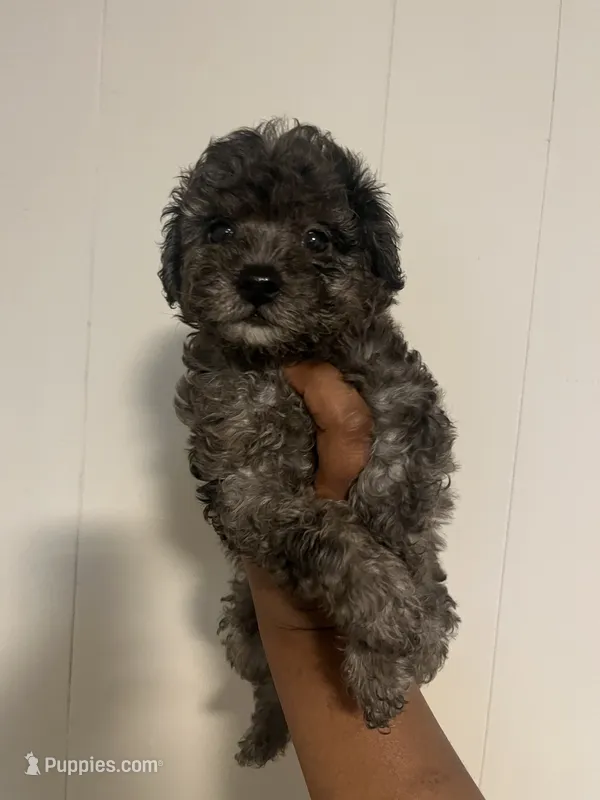 Stitch  – Yorkipoo, Poodle - Toy  puppy for sale in Gastonia, NC