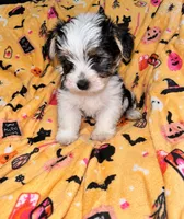 Toby , a male Yorkshire Terrier for sale in Gastonia, NC – 2 of 3