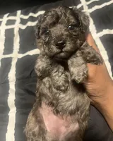 Stitch , a male Yorkipoo and Poodle - Toy  for sale in Gastonia, NC – 2 of 4