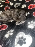Stitch , a male Yorkipoo and Poodle - Toy  for sale in Shelby, NC – Photo 2 of 4