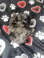 Stitch , a male Yorkipoo and Poodle - Toy  for sale in Shelby, NC – Photo 4 of 4