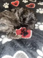 Stitch , a male Yorkipoo and Poodle - Toy  for sale in Shelby, NC – Photo 3 of 4