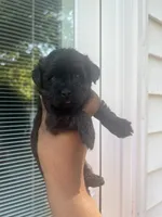 Ken , a male Yorkipoo for sale in Gastonia, NC – 3 of 5