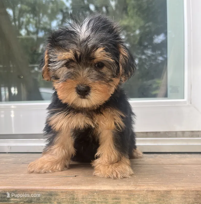 Tweety – Yorkipoo, Yorkshire Terrier puppy for sale in Gastonia, NC