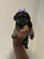 Barbie , a female Yorkipoo for sale in Gastonia, NC – 2 of 3